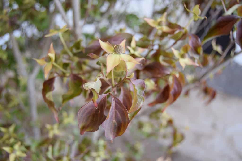 Cornus kousa 'Milky Way' 200-250 cm